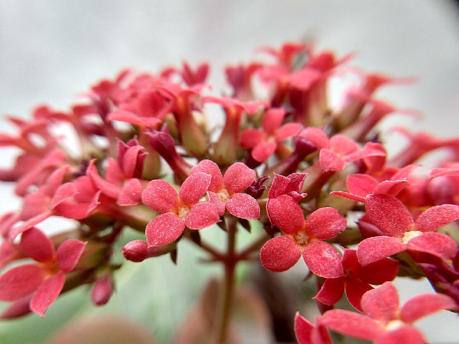 Kalanchoe (Kalanchoe blossfeldiana)