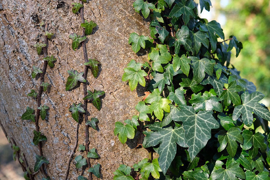 English ivy (Hedera helix)