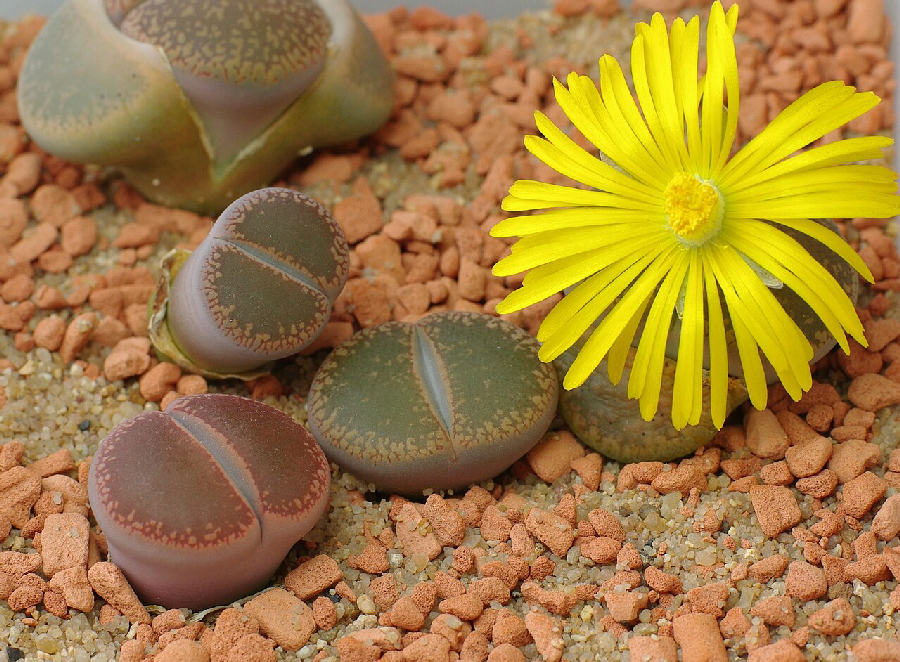 Living stones (Lithops)