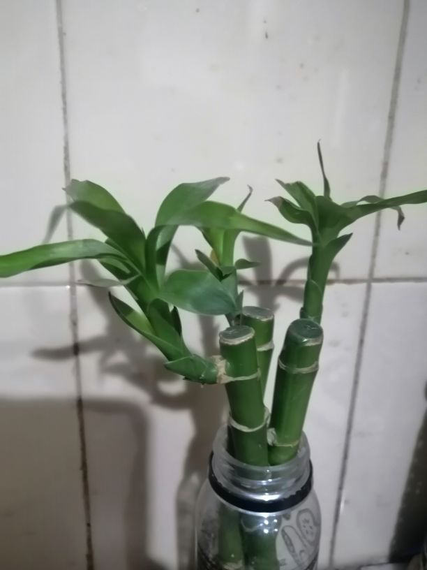 Lucky bamboo (Dracaena sanderiana)