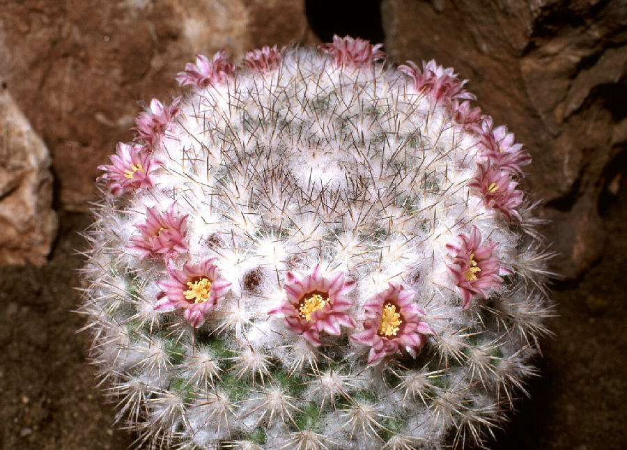 Mammillaria (Mammillaria)