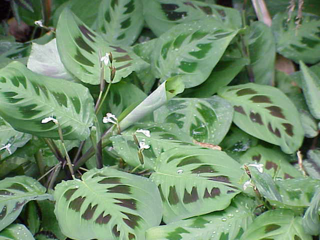 Prayer plant (Maranta leuconeura)