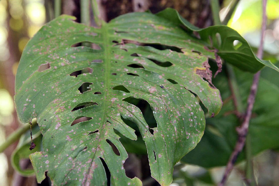 Monstera adansonii (Monstera adansonii)