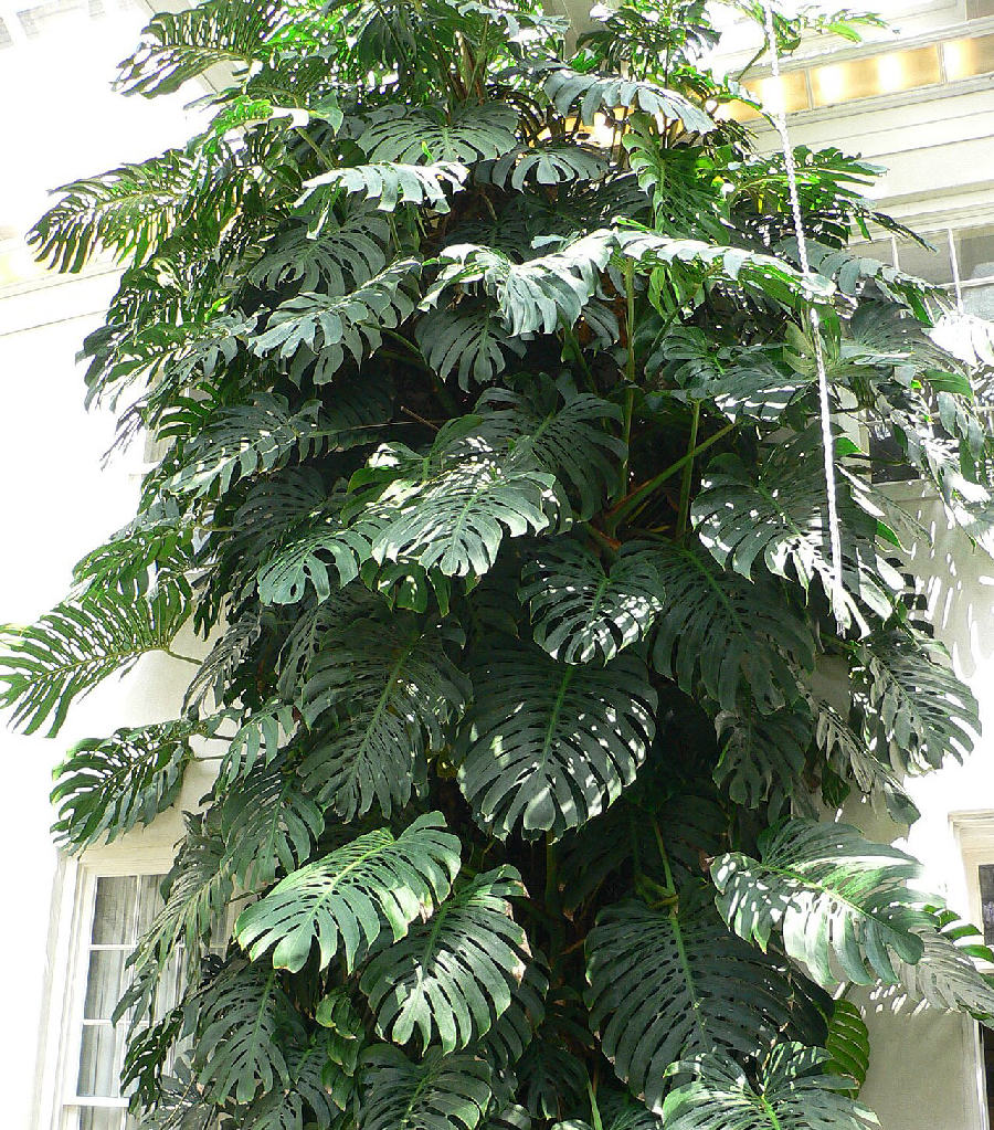 Monstera (Monstera deliciosa)