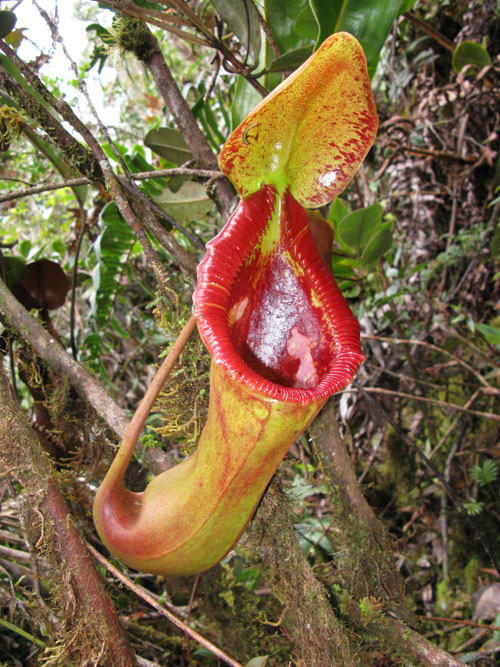 Pitcher plant (Nepenthes)