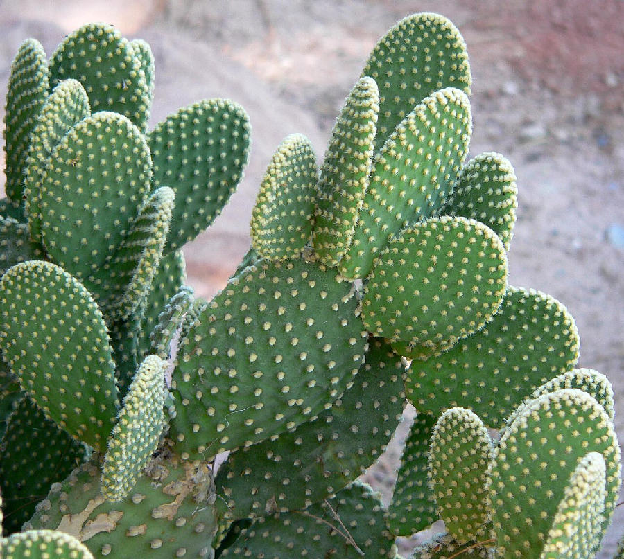 Bunny ears cactus (Opuntia microdasys)