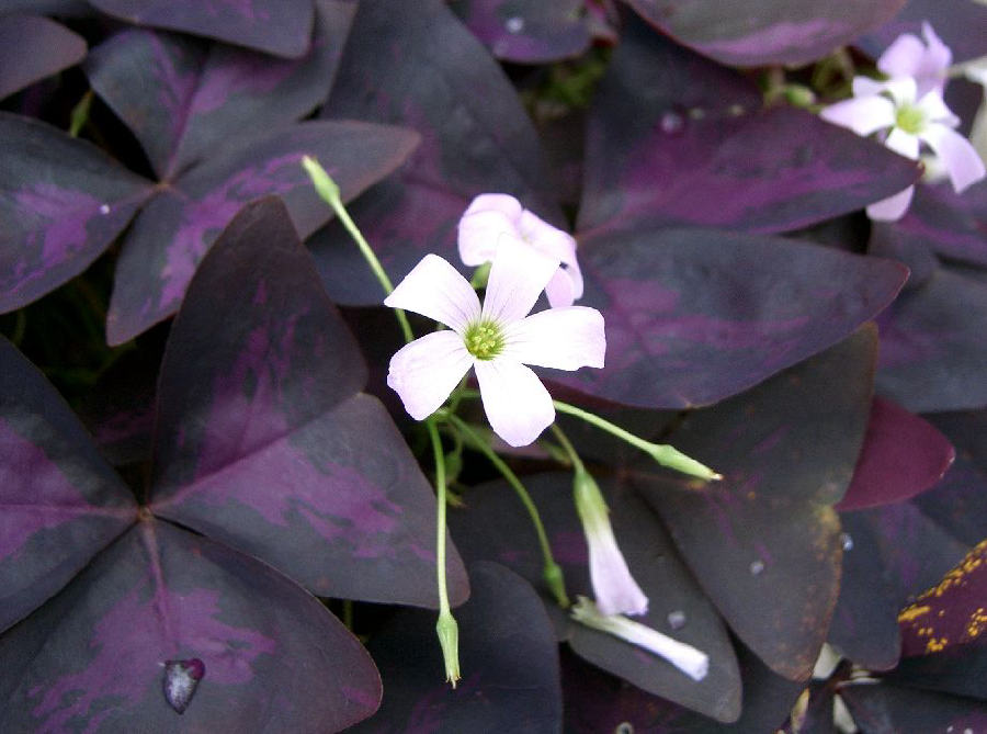 Purple shamrock (Oxalis triangularis)