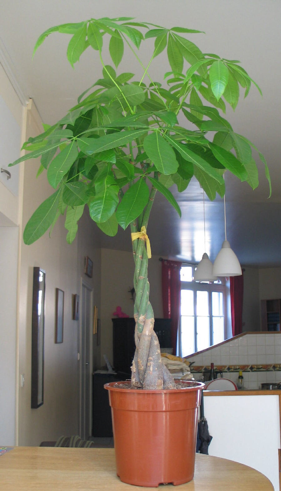 Money tree (Pachira aquatica)