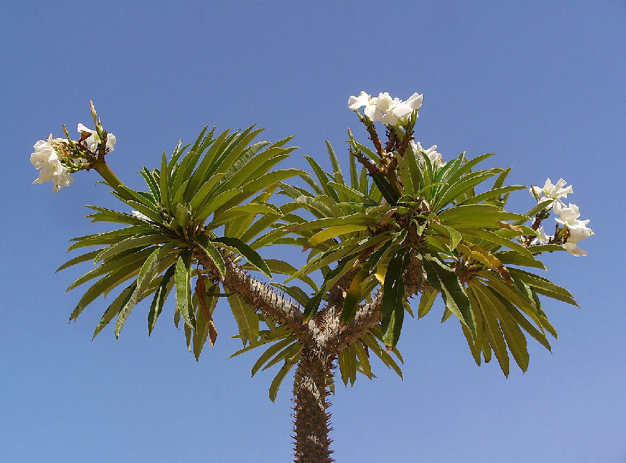 Madagascar palm (Pachypodium lamerei)