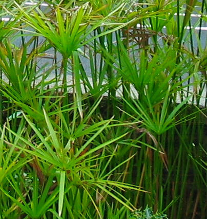 Umbrella papyrus (Cyperus alternifolius)