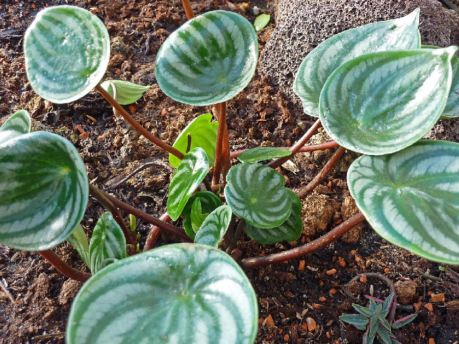 Watermelon peperomia (Peperomia argyreia)