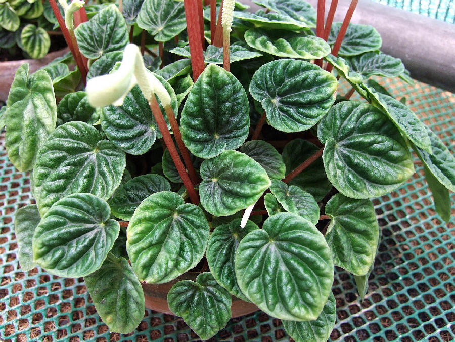 Emerald ripple peperomia (Peperomia caperata)