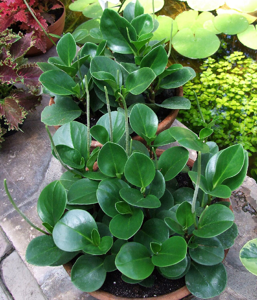 Baby rubber plant (Peperomia obtusifolia)