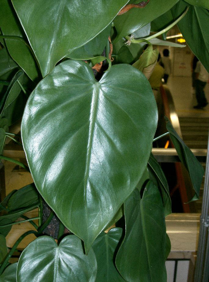 Philodendron grimpant (Philodendron hederaceum)