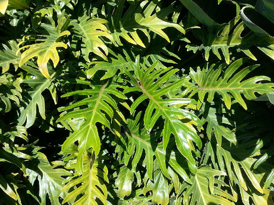 Philodendron Xanadu (Thaumatophyllum xanadu)