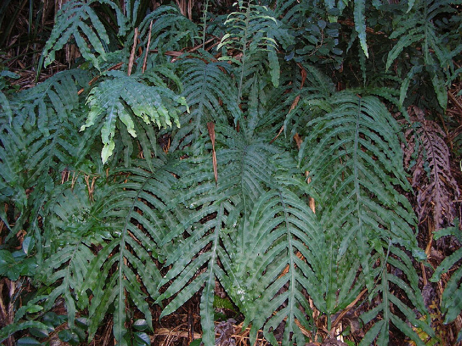 Blue star fern (Phlebodium aureum)