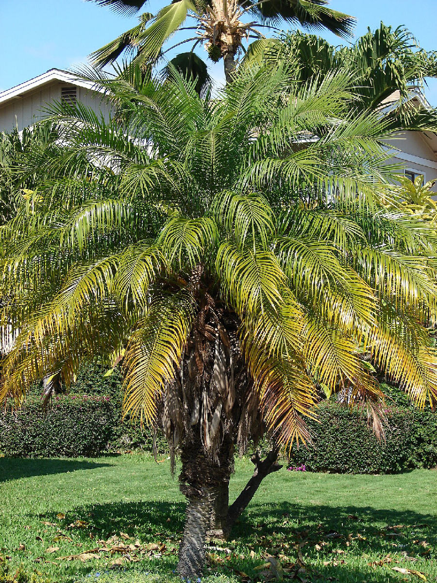 Palmier dattier nain (Phoenix roebelenii)