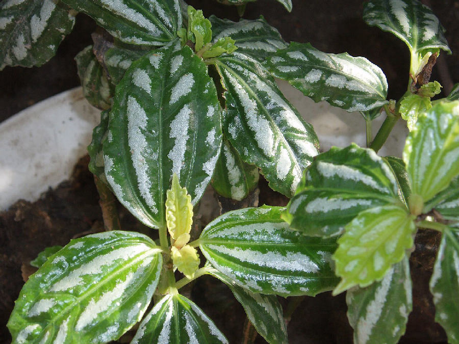 Pilea aluminium (Pilea cadierei)
