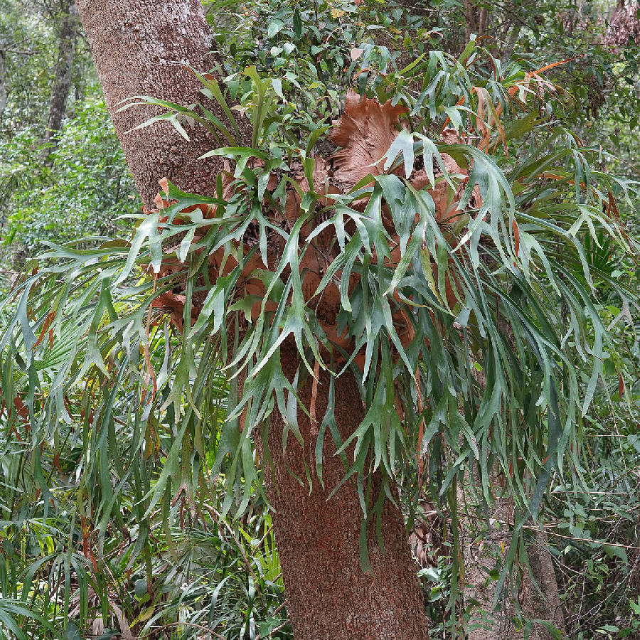 Staghorn fern (Platycerium bifurcatum)