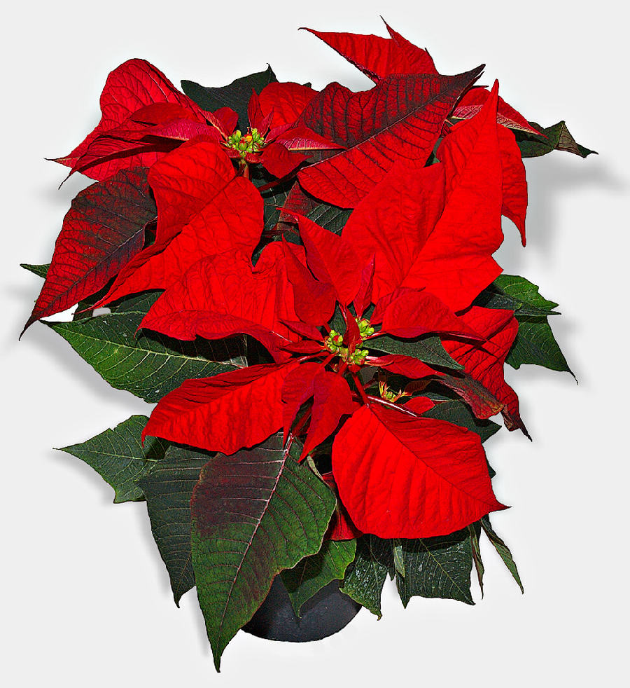 Poinsettia (Euphorbia pulcherrima)