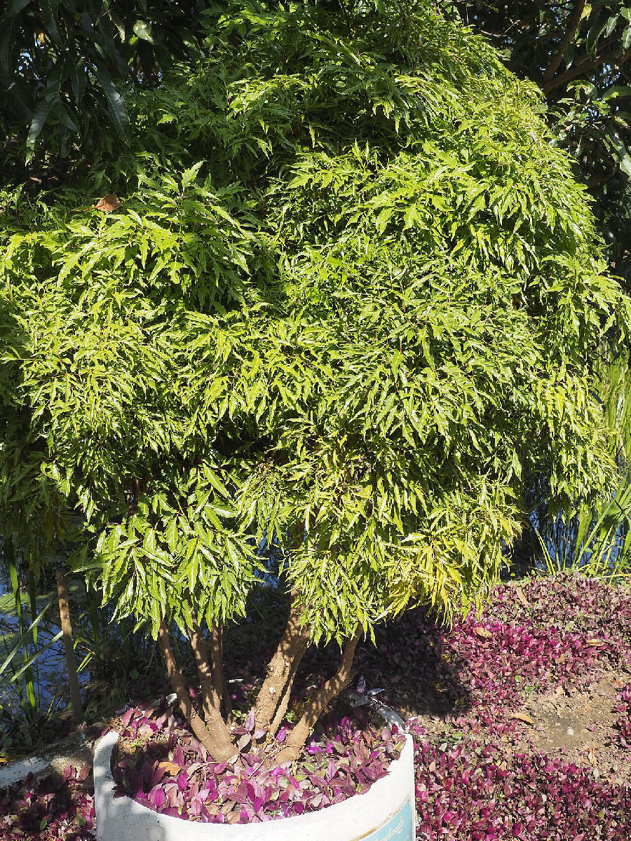 Ming aralia (Polyscias fruticosa)