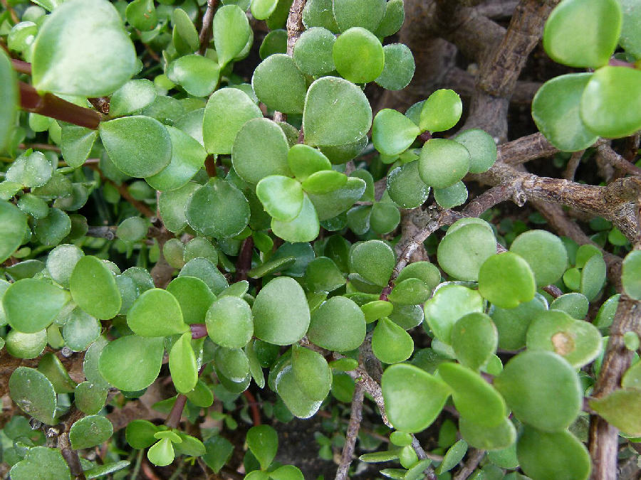 Elephant bush (Portulacaria afra)