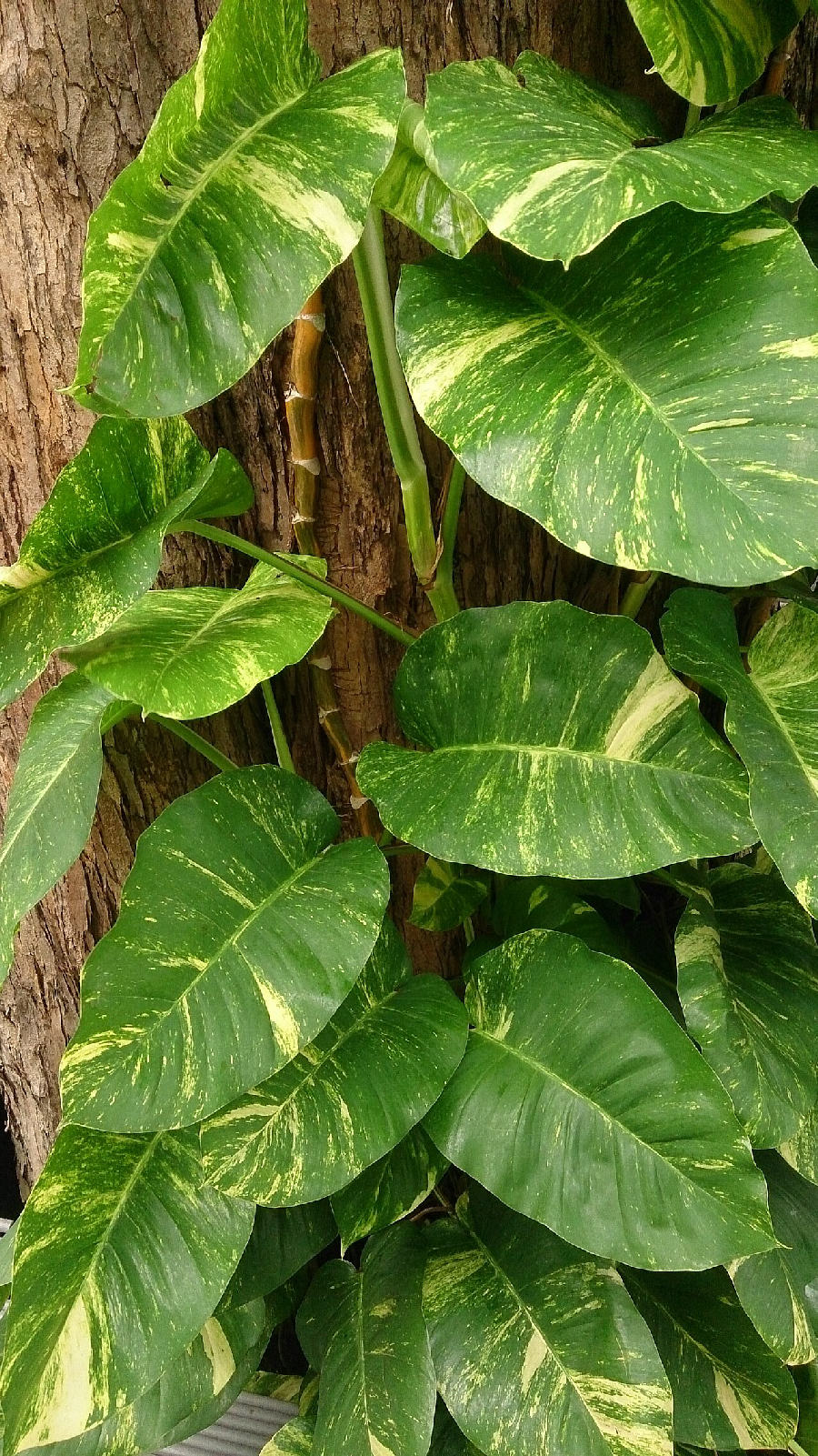 Pothos (Epipremnum aureum)