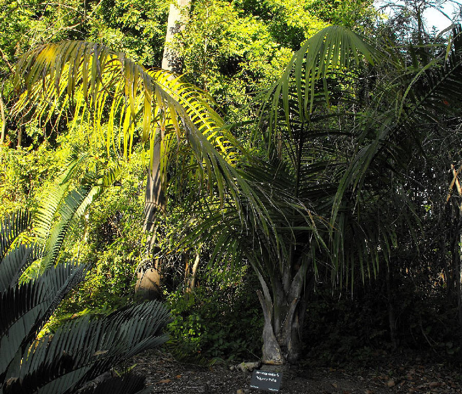 Majesty palm (Ravenea rivularis)