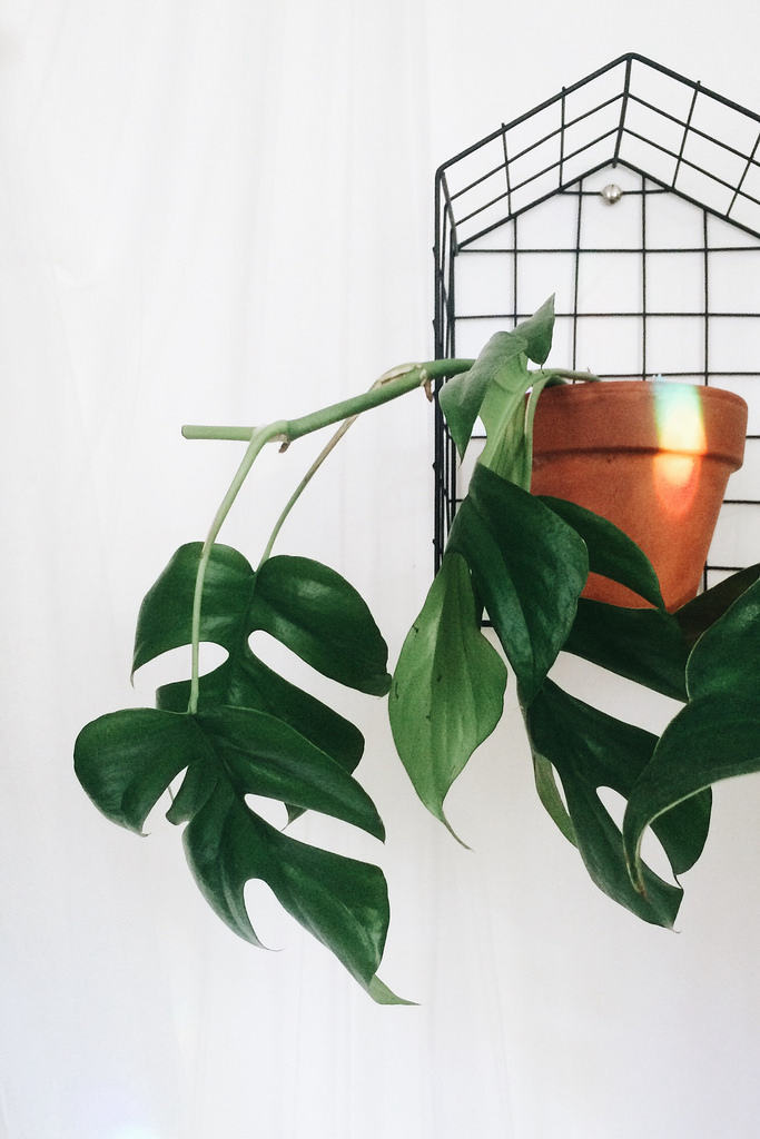 Mini monstera (Rhaphidophora tetrasperma)