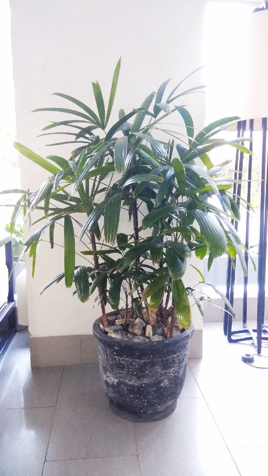 Lady palm (Rhapis excelsa)