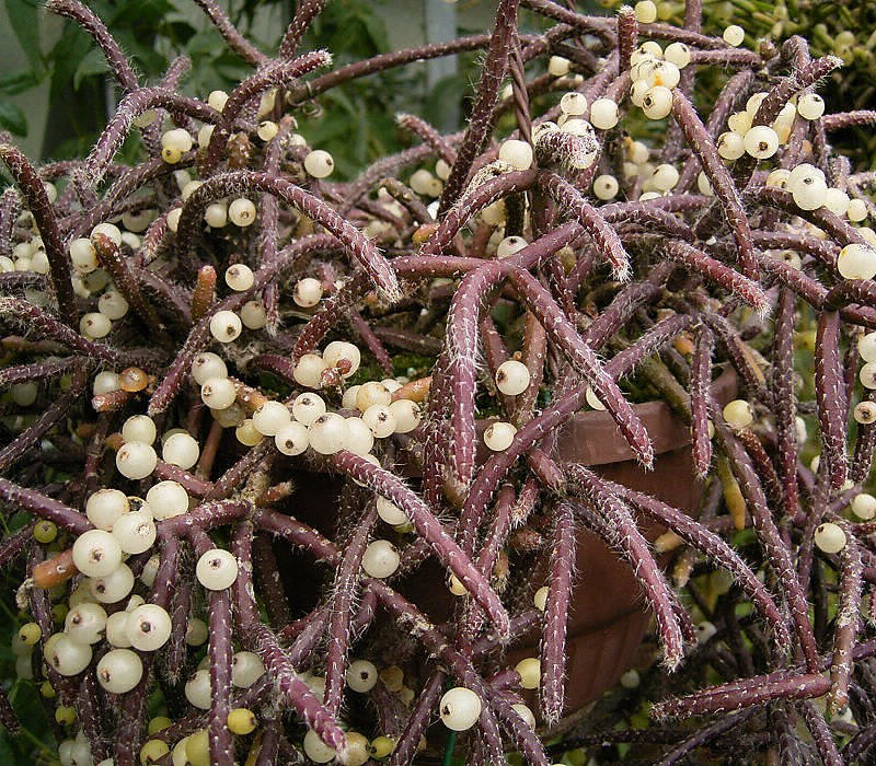 Mistletoe cactus (Rhipsalis baccifera)