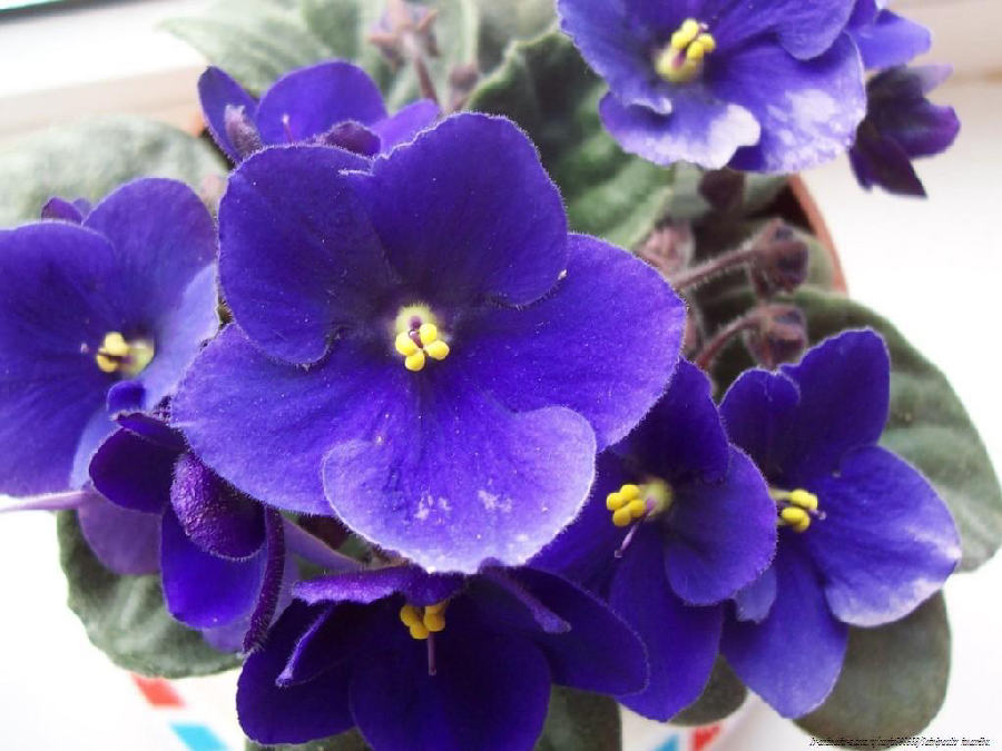 African violet (Streptocarpus ionanthus)