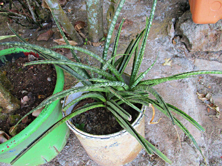 Sansevieria cylindrique (Dracaena angolensis)