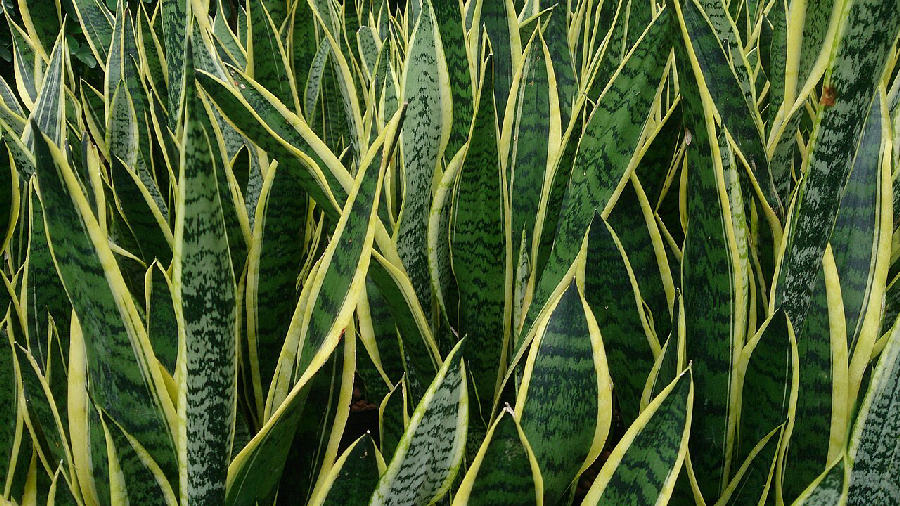 Sansevieria (Dracaena trifasciata)