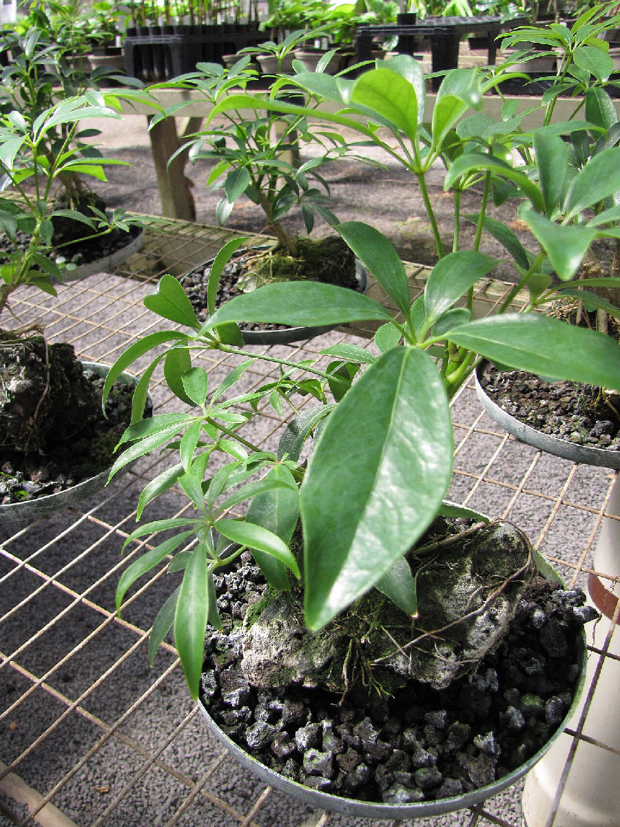 Umbrella tree (Schefflera arboricola)