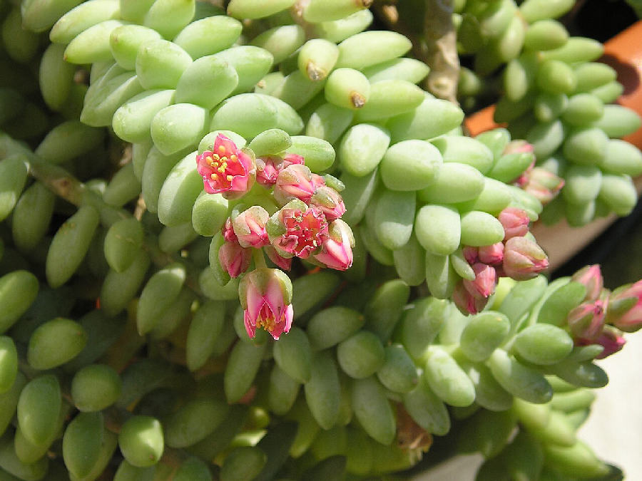 Burro's tail (Sedum morganianum)