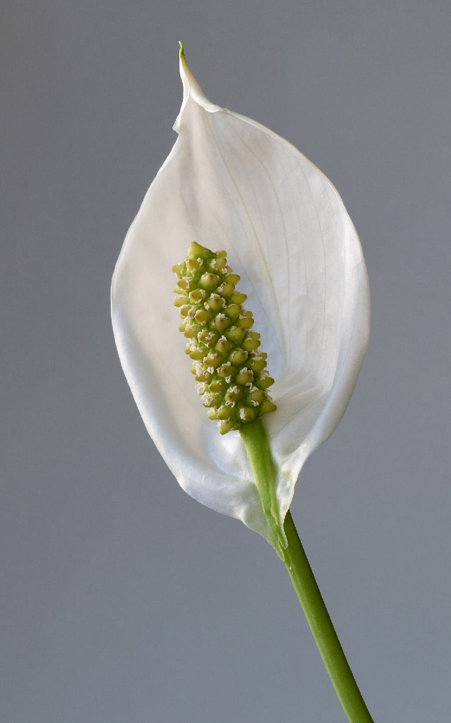 Peace lily (Spathiphyllum wallisii)