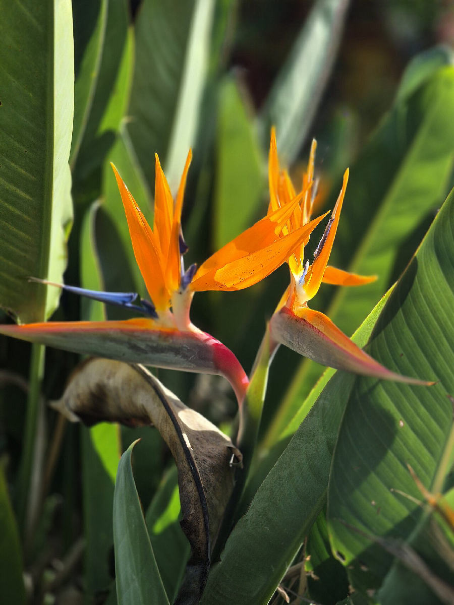 Bird of paradise (Strelitzia reginae)