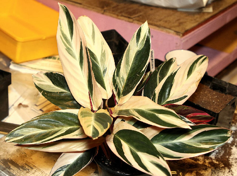 Stromanthe (Stromanthe thalia)
