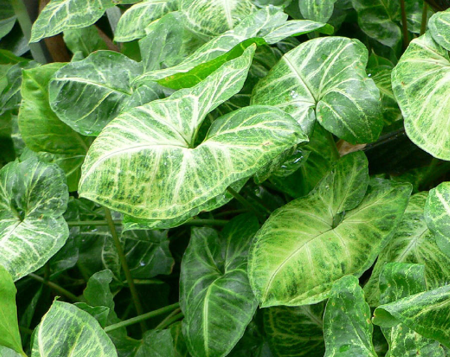 Arrowhead plant (Syngonium podophyllum)