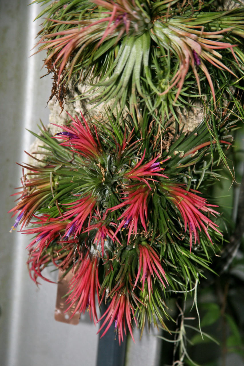 Air plant (Tillandsia)